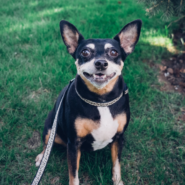 Cheetah Collar