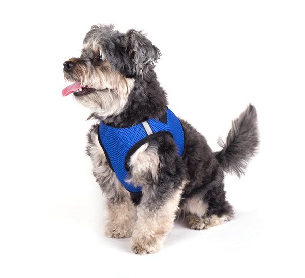 Classic Royal Blue Sidekick Dog Harness