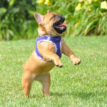 American River Choke Free Harness Hawaiian Trim - Paisley Purple