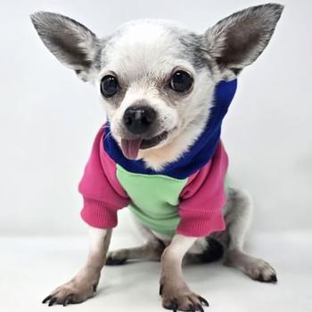 Color-Block Hoodie - Pink on Mint