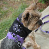Halloween Dog Harness - Too Cute To Spook