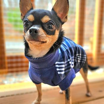 Highline Fleece Dog Coat - Blue Plaid