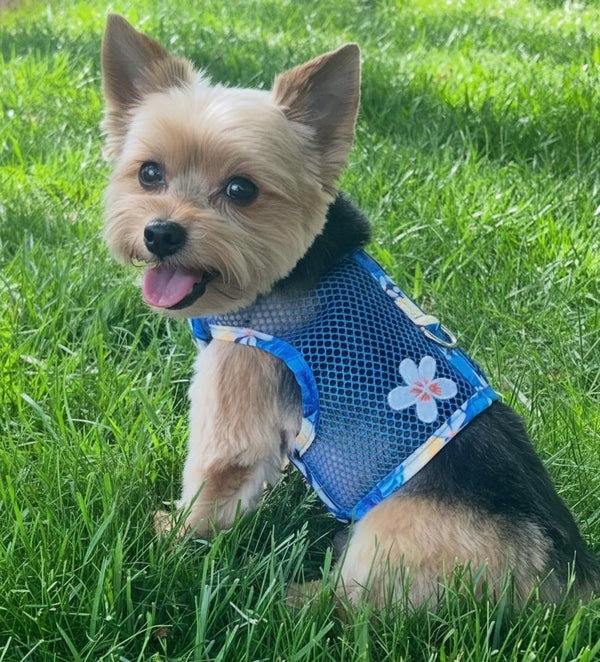 Step-In Dog Harness & Leash Set – Lightweight Mesh Choke-Free