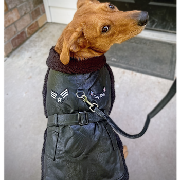 Top Dog Flight Harness Coat by Doggie Design - Black