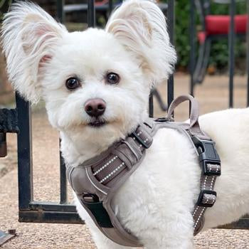 Venture Paw Pull Control Dog Harness - Dried Sage