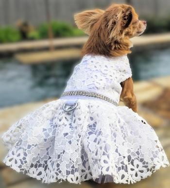 White Lace Dog Wedding Dress with Matching Leash