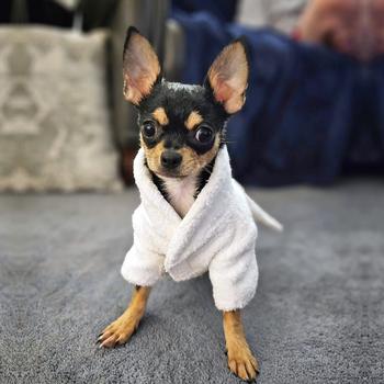 White Silver Tiara Cotton Dog Bathrobe by Doggie Design