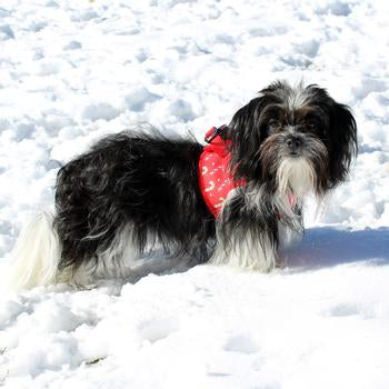 American River Choke Free Dog Harness Holiday Collection - Candy Canes