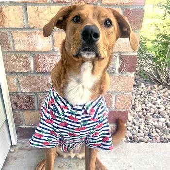 Hawaiian Camp Shirt - Cherry Stripe