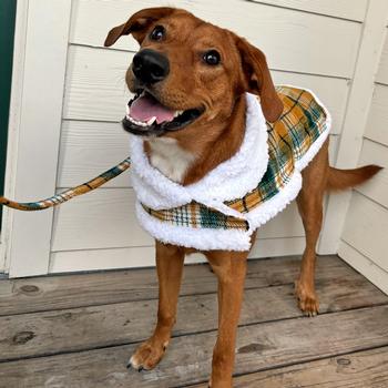Sherpa-Lined Dog Harness Coat - Yellow Plaid